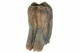 Pleistocene Fossil Steppe Bison Tooth - Siberia #231025-1